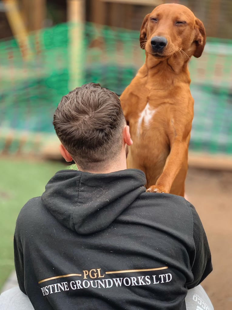 A Pristine Groundworks team member in a branded hoodie, with a dog resting a paw on his shoulder